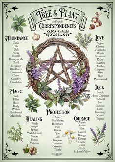 Elevate your magical space with our green witch wall art! Featuring beautiful, illustrations and tree and plant correspondences to enhance your magical practice. Perfect for witchy décor, spellcasting, and meditation. Let your inner crystal witch shine!✨⚡️🌙 Spells For Plant Growth, Green Witch Ideas, Crystals For Green Witch, Plants For Witchcraft, Irish Witch Aesthetic, Flowers In Witchcraft, Green Witch Plants, Plant Correspondences, Green Witch Altar