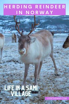 reindeers in the snow with text overlay reading herding reindeer in norway life in a sami village