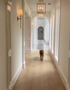 a dog that is standing in the middle of a hallway with light wood floors and white walls