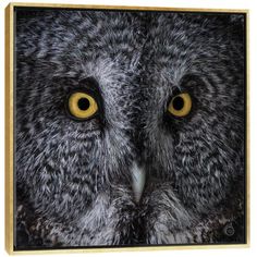 an owl with yellow eyes is looking at the camera while it's close up