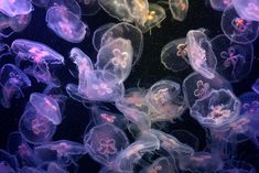 many jellyfish are swimming in the water