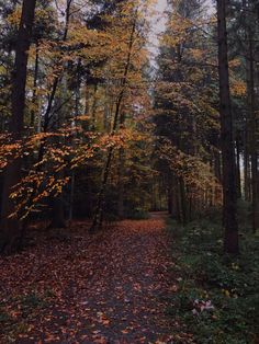 a path in the woods with lots of leaves on it