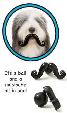 a dog with a fake moustache on it's nose and an image of a mustache