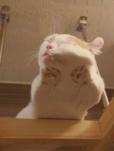 a white and orange cat sitting on its hind legs