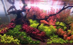 an aquarium filled with plants and water