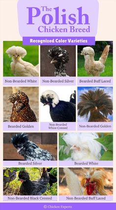 the polish chicken breed has been described to be very colorful and unique, with many different varieties