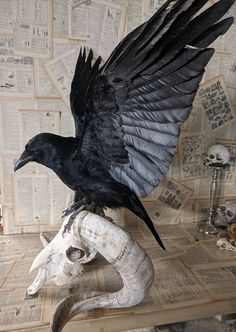 a black bird sitting on top of a fake animal's head with wings spread