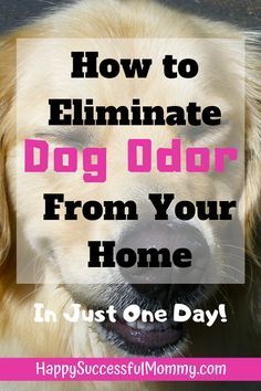 a dog with the words how to eliminating dog odor from your home in just one day