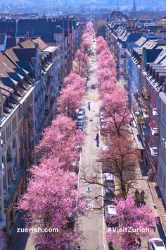 pink trees line the street in front of buildings and cars parked on the side walk