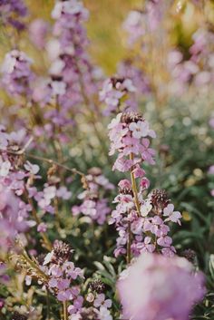 purple flowers are growing in the grass