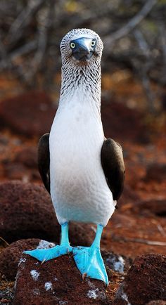 a white and blue bird standing on some rocks