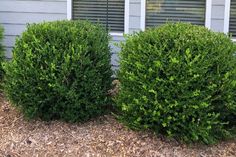 two bushes next to each other in front of a house