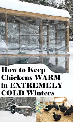 chickens in the snow with text overlay that reads how to keep chickens warm in extremely cold winters