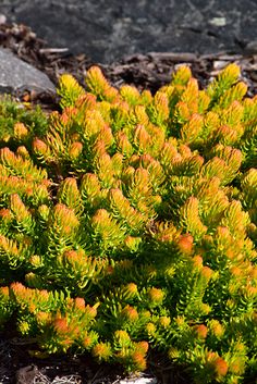 small yellow and green plants growing on the ground next to some rocks, with one plant in the foreground