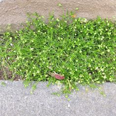 some green plants growing out of the sidewalk