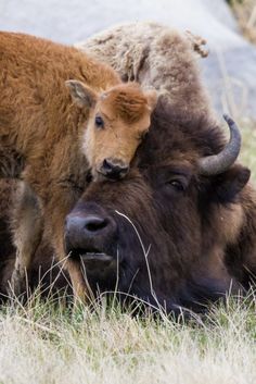 an adult bison nuzzles the head of a young buffalo in a grassy field