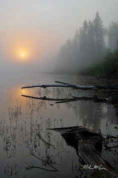 the sun is setting on a foggy lake with logs in the foreground and trees in the background