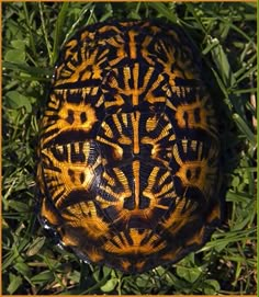 an orange and black turtle laying in the grass