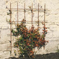 Simple square trellis to support climbing plants, each kit comprises of 2 panels with wall fixings. Made with a durable matt black or Sage Green rust resistant & UV stabilised coating. Our Rustic finish arrives pre-aged to give an authentic rust effect that blends beautifully into your garden. The finish is like any natural rusted metal and care should be taken initially as the rust may transfer onto clothes and furnishings. Supplied with wall fixing kits. Width per piece (1 of 2) = 2ft x 4ft Width per two pieces (2 of 2) = 4ft x 4ft Trellis Against House, Modern Cottage Garden, Square Trellis, Garden Summer House, French Cottage Garden, Library Garden, Fruit Cage