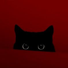 a black cat's face is shown in front of a red background with eyes