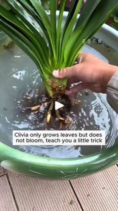 a person is holding a plant in a bowl with water and plants growing out of it