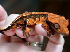 a close up of a person holding a small gecko