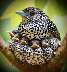 a group of birds sitting on top of each other in a tree branch with their beaks open