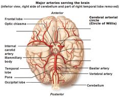 the structure of the human brain labeled in red and labeled with major blood vessels labelled below