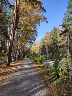 a brick road surrounded by trees and leaves