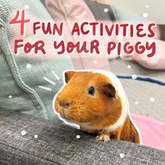 a guinea pig sitting on top of a couch with the words fun activities for your piggy