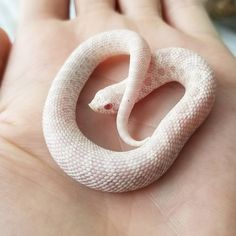 a small white snake sitting on top of someone's hand with it's tail curled up