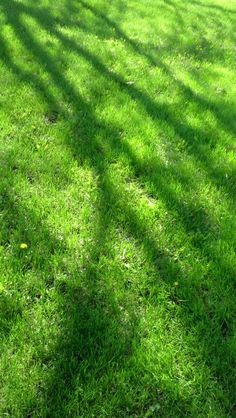 the shadow of a tree is cast on the grass