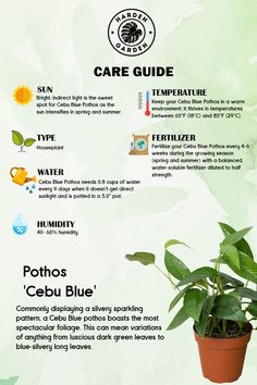 Caring for your Pothos Cebu Blue has never been easier! This stunning plant is known for its silvery-blue leaves and fast-growing vines that add a touch of elegance to any space. Here’s how to keep it thriving: Keep your Pothos Cebu Blue happy and vibrant with these simple care tips. 💚 #PothosCebuBlue #PlantCareGuide #Houseplants #IndoorPlants #PlantTips #PlantParenthood #TheHardenGarden #PothosLovers #GreenThumb #PlantDecor Pothos N Joy, N Joy Pothos, Amydrium Medium, Silver Plants, N’joy Pothos, Cebu Blue, Silver Plant