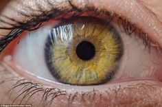 One of the more unusual patterns shows a yellow and cream-coloured iris filled with swirling lines Yellow Iris Eye, Small Nurseries, Eye Photography, Rustic Colors