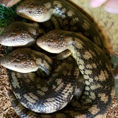 a large snake is curled up in the grass