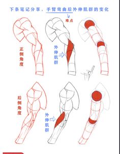 an image of how to draw muscles in chinese