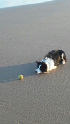 a black and white dog laying on top of a sandy beach next to a ball