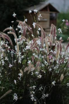 some white flowers and brown grass in front of a building