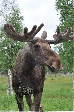 a moose with large antlers is standing in the grass and looking at the camera