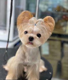 a small white dog sitting on top of a table