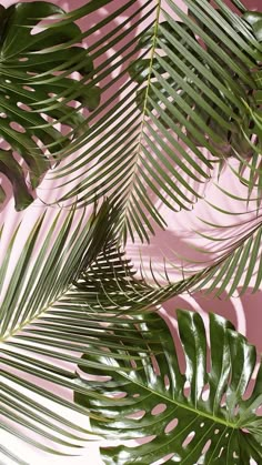 palm leaves against a pink background