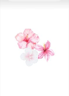 two pink and white flowers on a white background