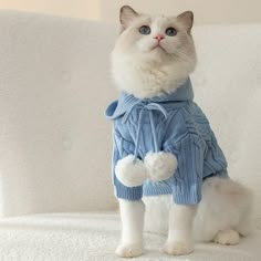 a white cat wearing a blue sweater on a couch