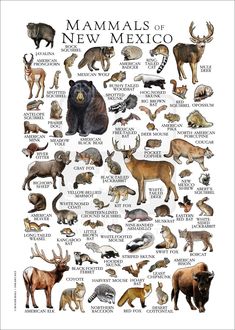 an illustrated poster with different types of animals