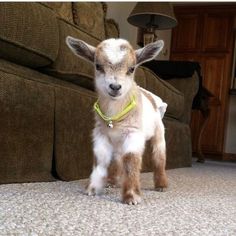 a baby goat standing on top of a carpeted floor