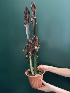 a person holding a potted plant in front of a green wall with pink flowers