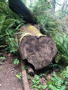 a tree that has been cut down in the woods