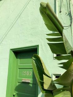 a green door with a plant in front of it