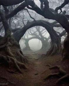 an image of a path in the woods with trees growing out of it and foggy skies