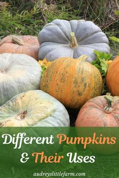 different pumpkins and their uses in the garden with text overlay that reads different pumpkins and their uses